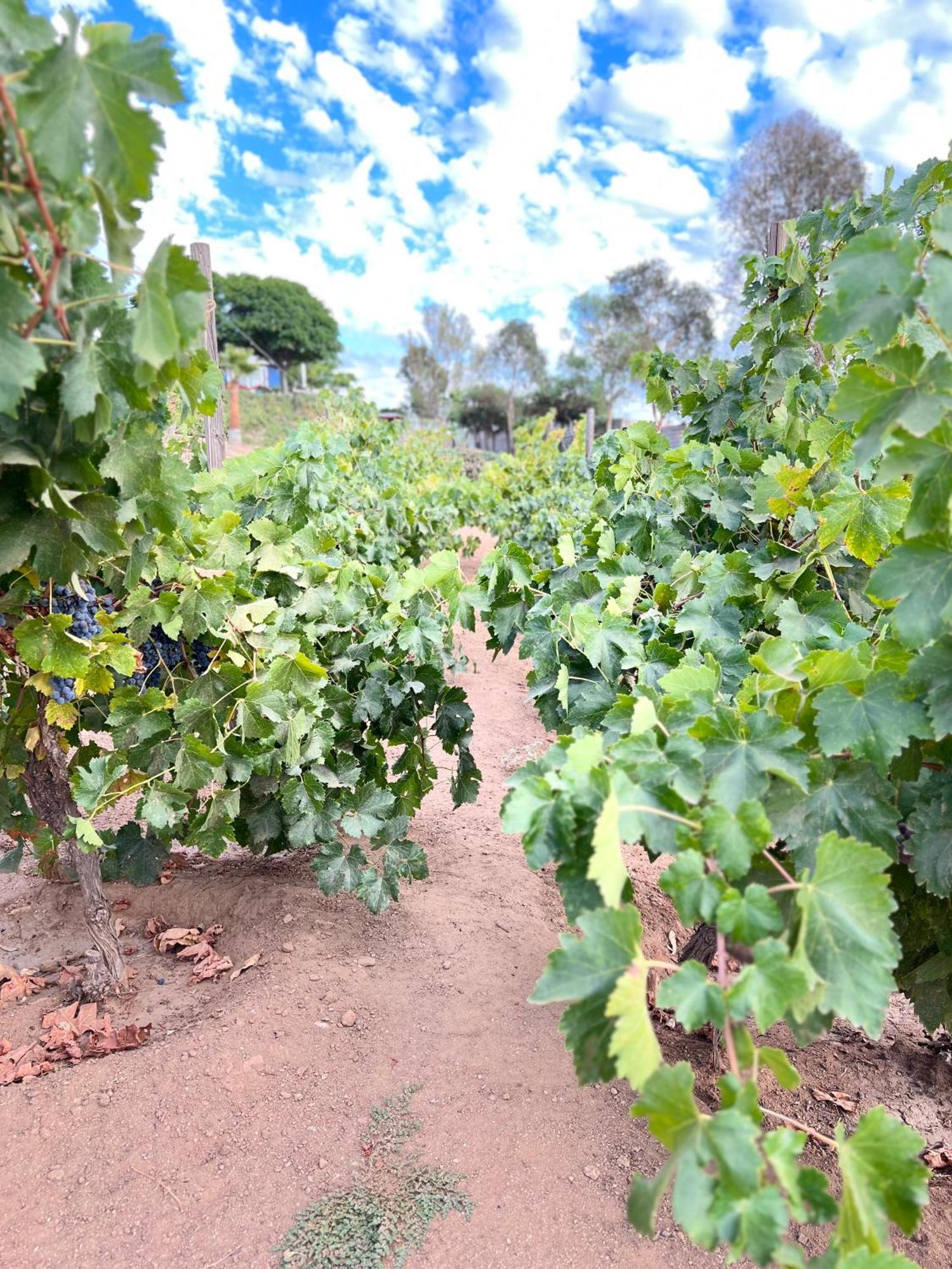 Rancho Matalote En Valle De Guadalupe Extérieur photo